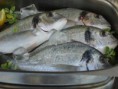 /album/fotogaleria-english/dorada-jpg1/